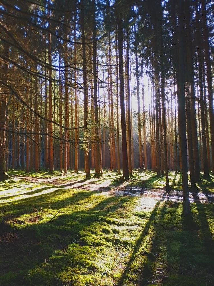 Forest In The Sun