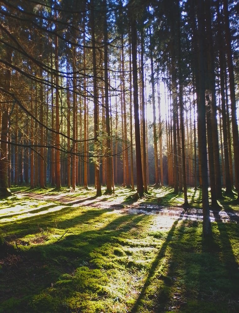 Forest In The Sun