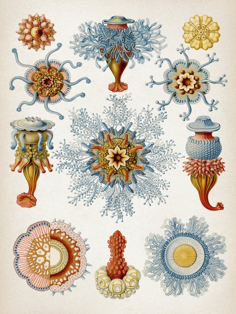 Vintage Haeckel 2 Tafel 17 Staatsquallen