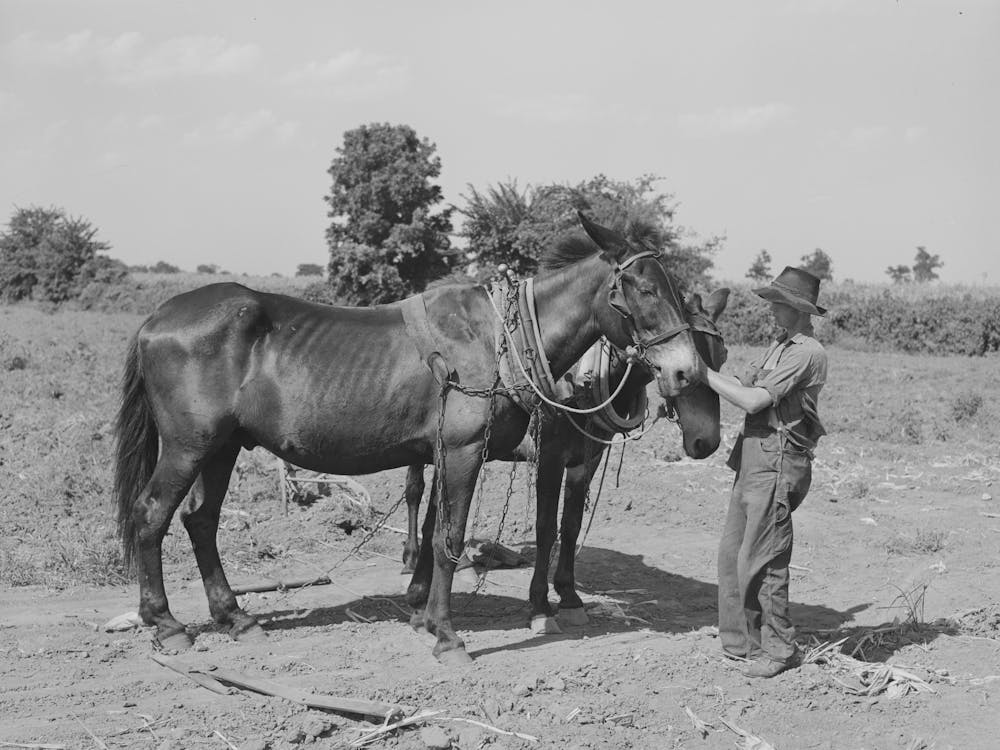Son Of Tenant Farmer With Team Of Mules Near Muskogee, Oklahoma, Refer To General Caption Number 20 By Russell