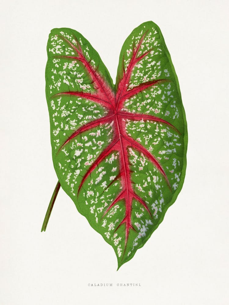 Vintage Botanical _2643234