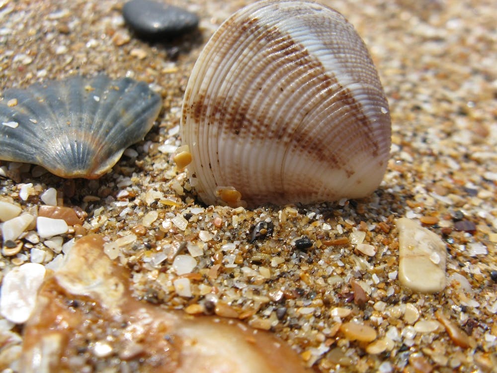 Shells On The Beach 2