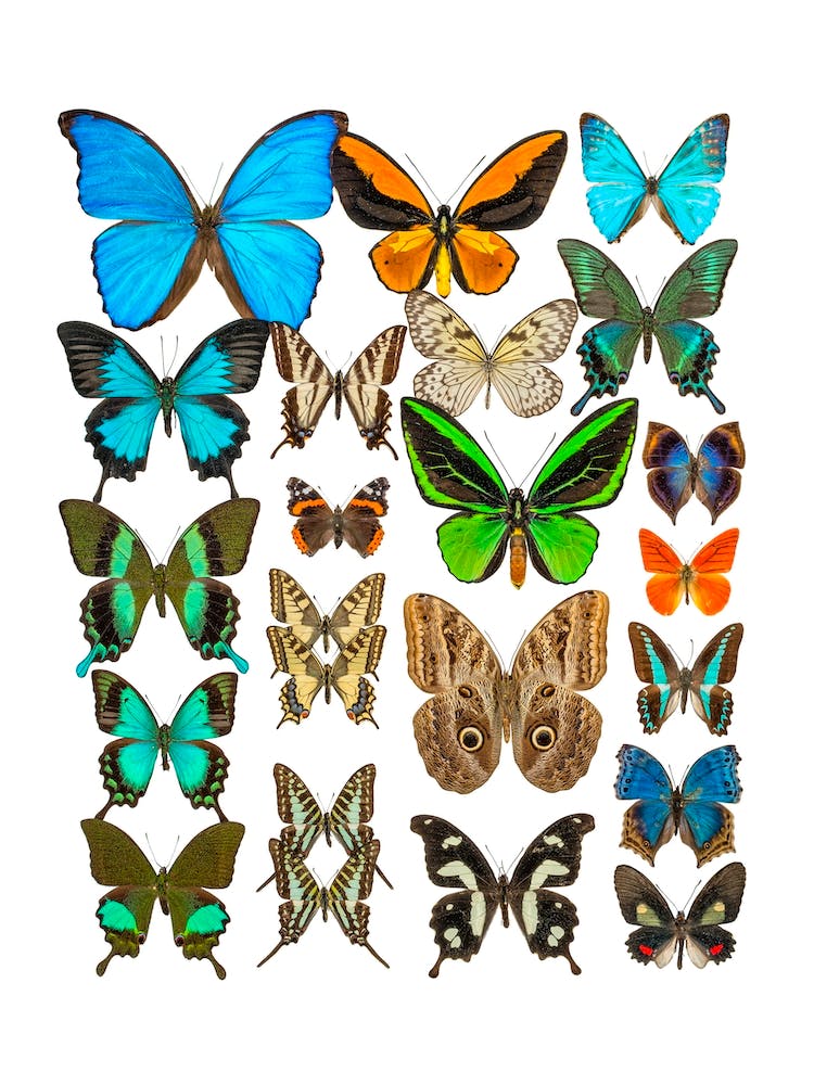 Collection Of Butterflies