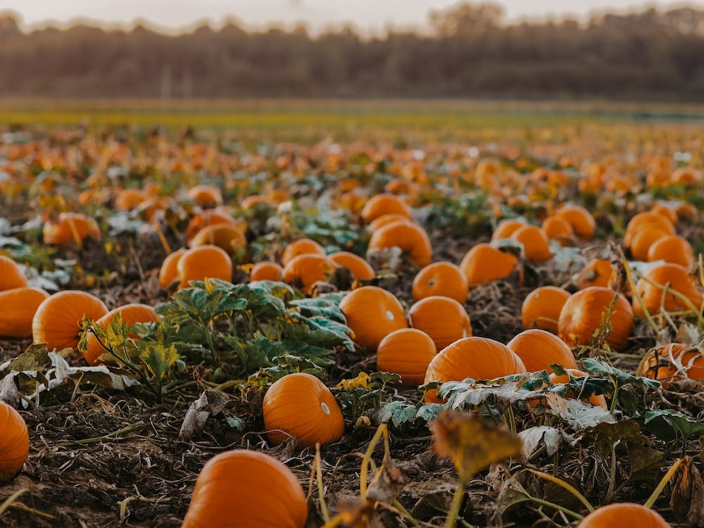 Pumpkin Field