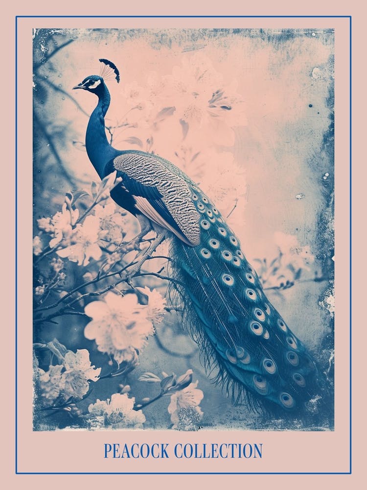 Peacock In The Meadow Cyanotype Inspired 3 Poster