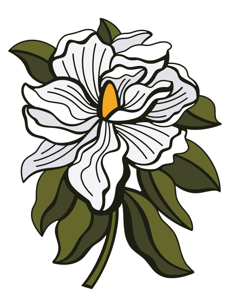 White Magnolia Contemporary Botanical Illustration