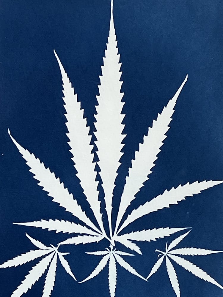 Blue Hemp Leaf cyanotype