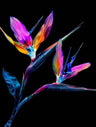 Exotic Photography Art Prints