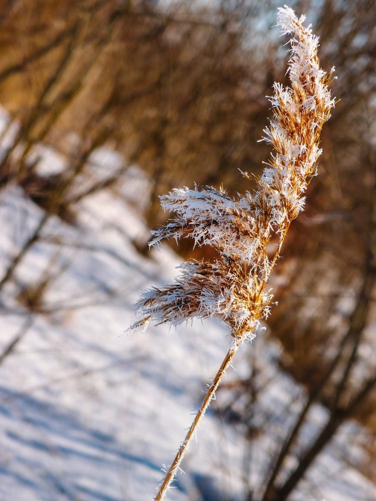 Frosty Reed