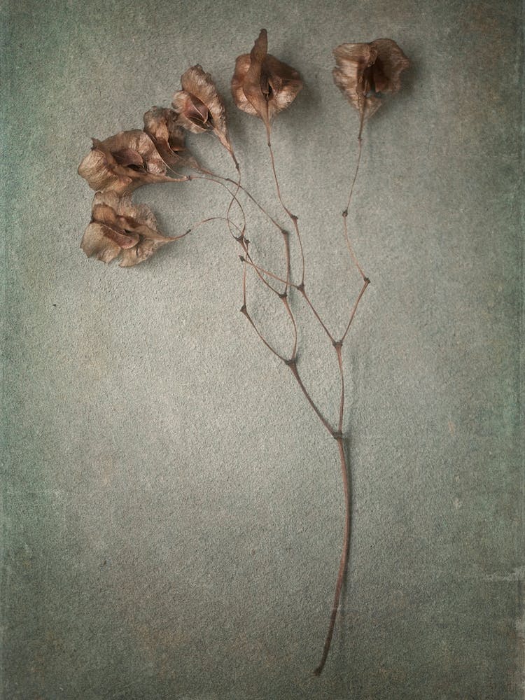 Foraged 2