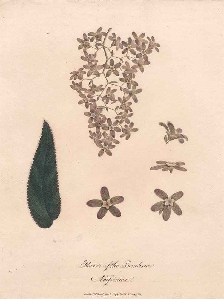 Flower Of The Banskia Abissinica (1789), James Heath