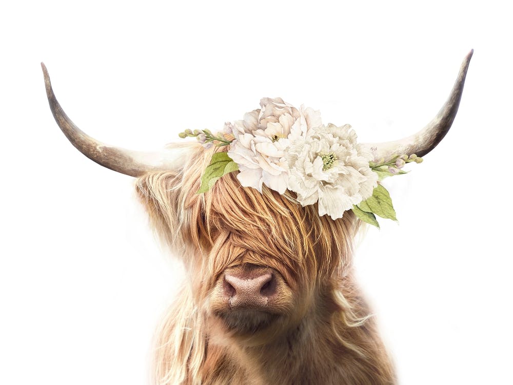 Peekaboo Floral Highland Cow