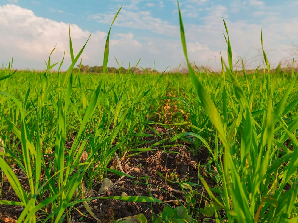 Crops Growing In A Field In The Countryside