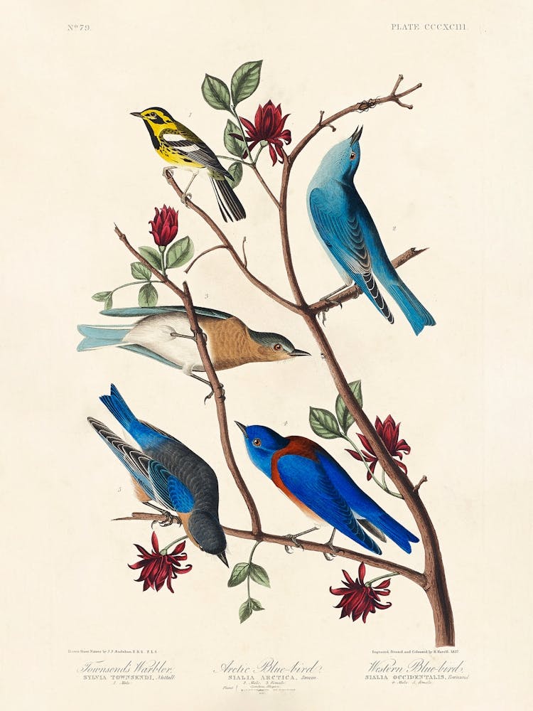 Townsend'S Warbler, Birds Of America, John James Audubon