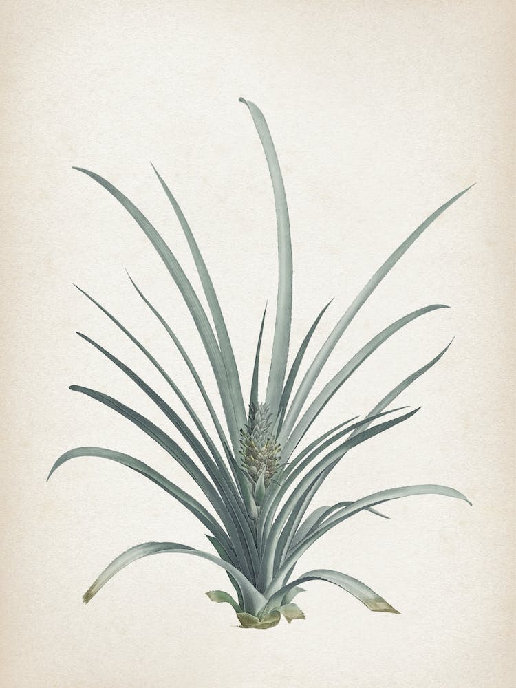 Vintage Redouté 2 Bromelia Ananas
