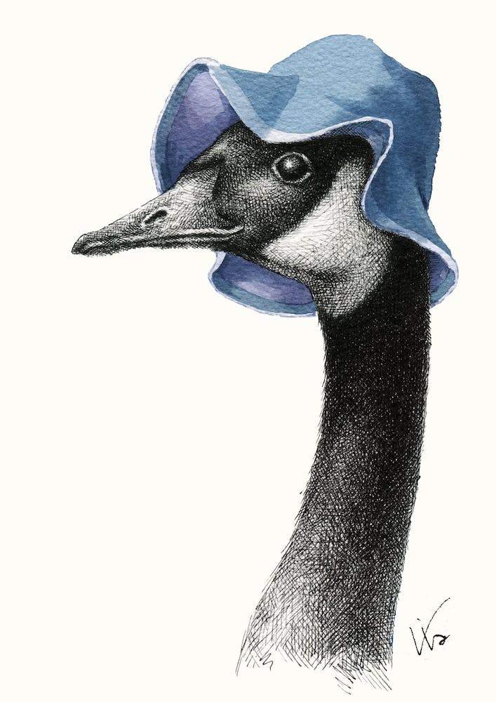 Portrait Of Canadian Goose