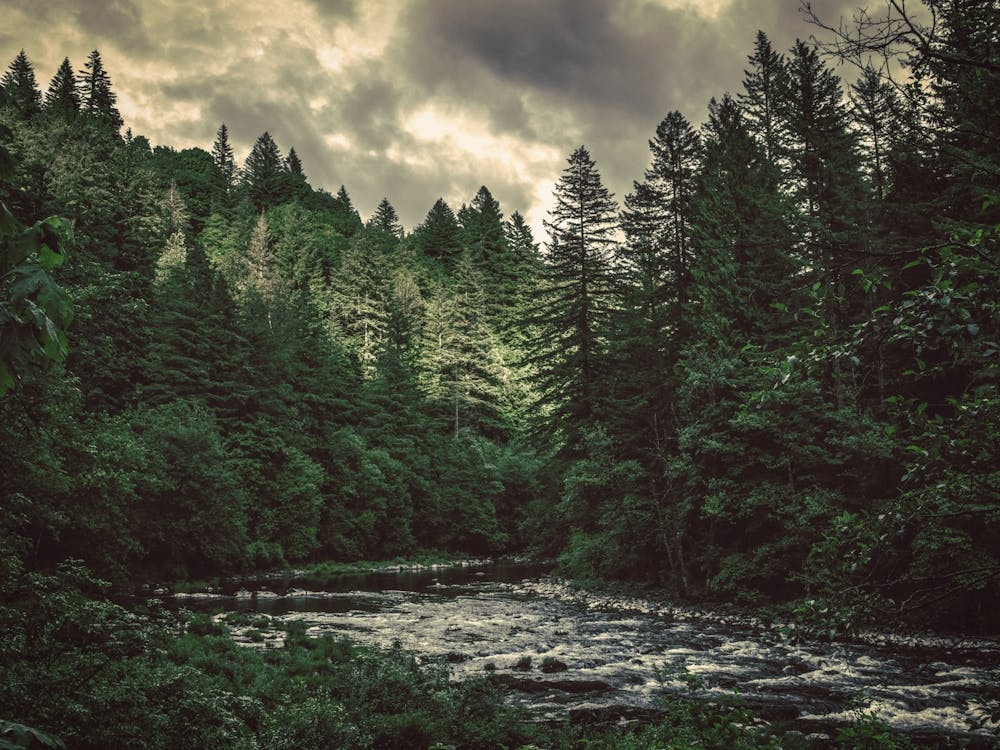 A Pacific Northwest River