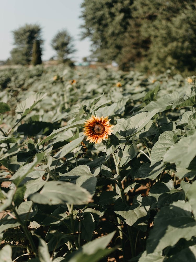 Sunflower