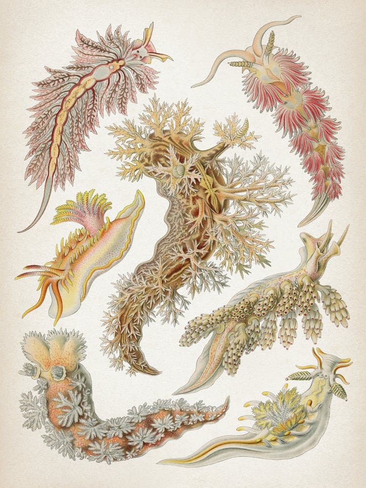 Vintage Haeckel 1 Planche 43 Limaces de mer