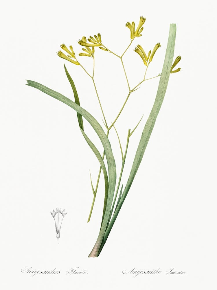 Anigozanthos Flavida, Pierre Joseph Redoute
