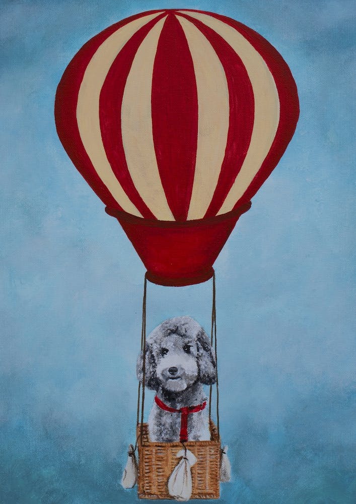 Poodle With Airballoon