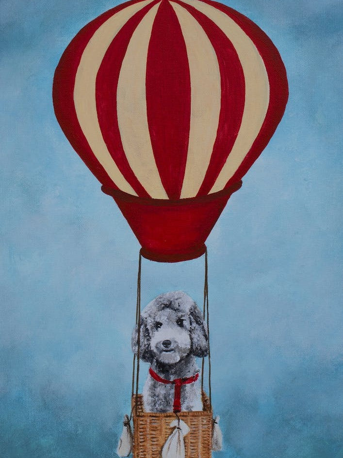 Poodle With Airballoon