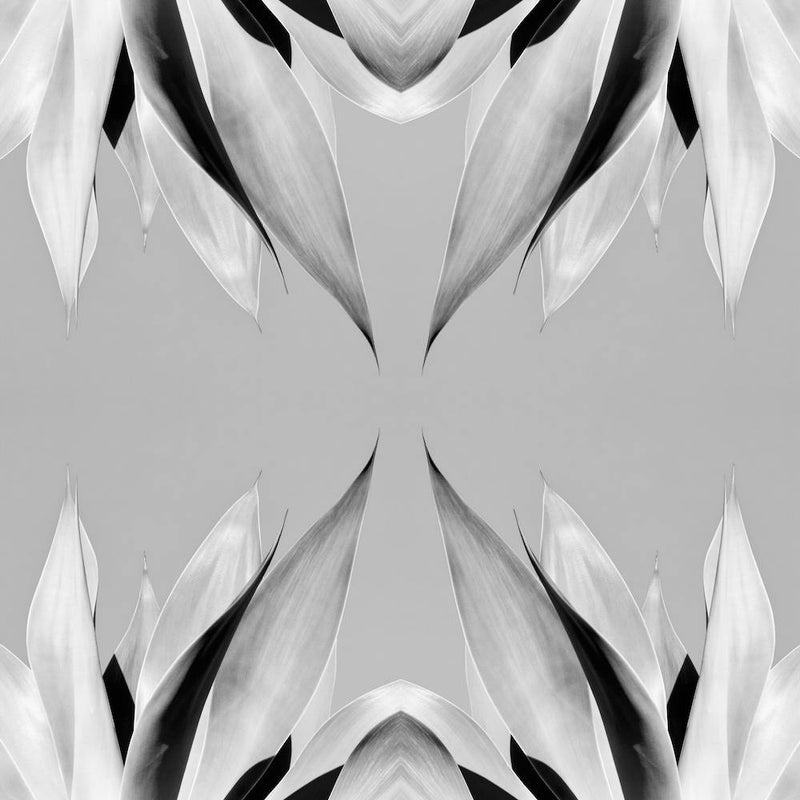 In Bloom Bw