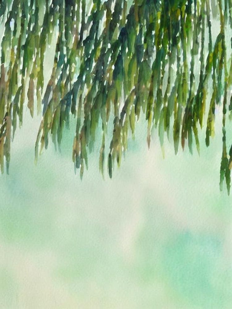 Acropora Secale Aquarelle Conte de Fées