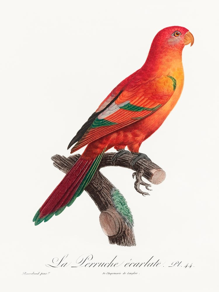 The Crimson Shining Parrot, From Natural History Of Parrots, Francois Levaillant