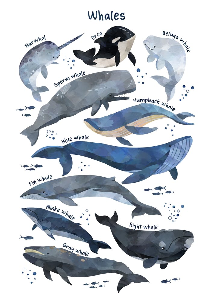 Watercolour Sharks