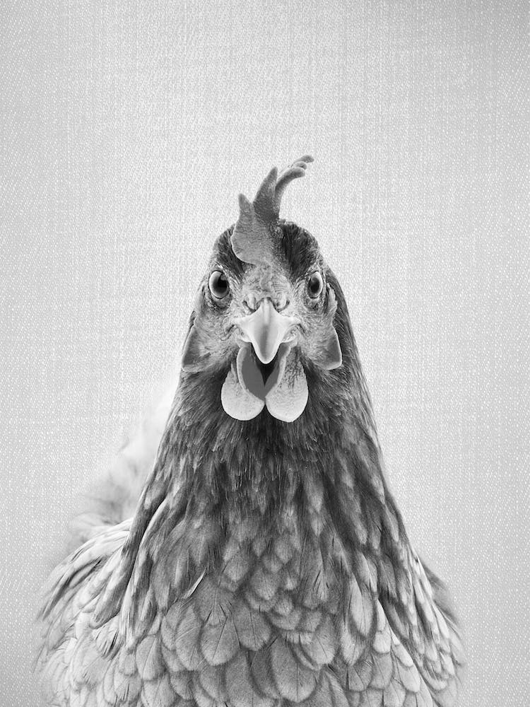 Chicken - Black & White