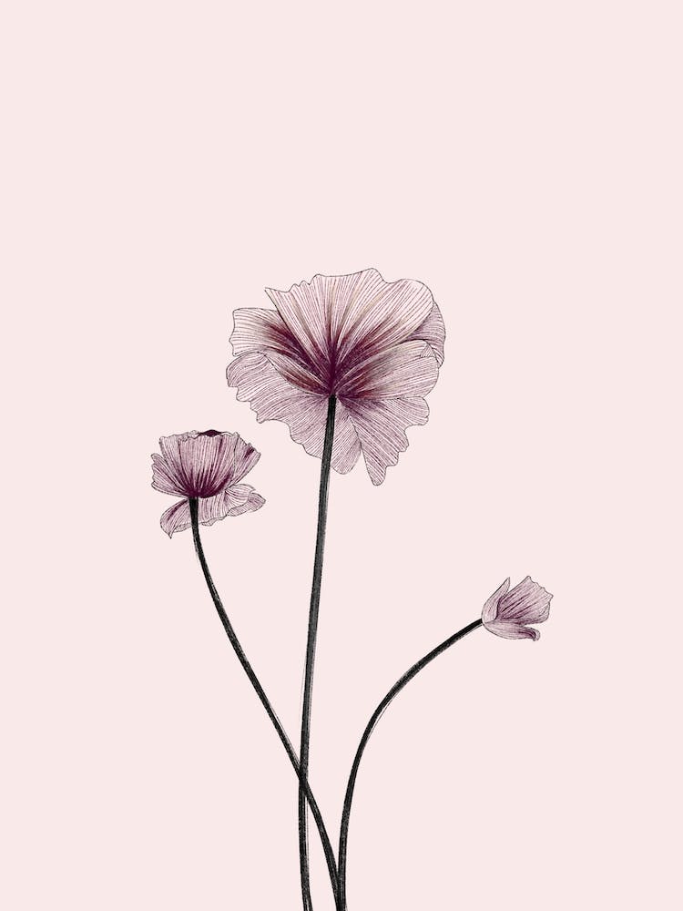 Minimalist Flower