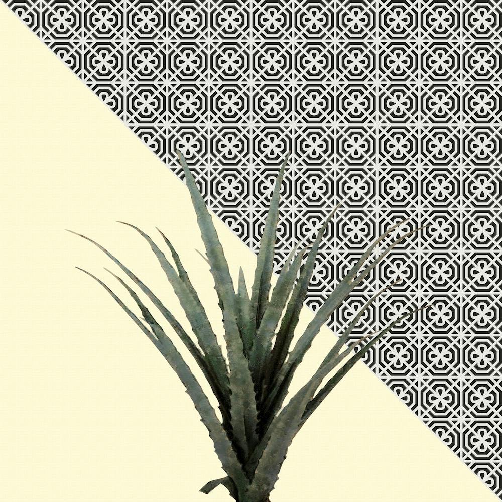 Dracaena Plant on Lemon and Lattice Pattern Wall