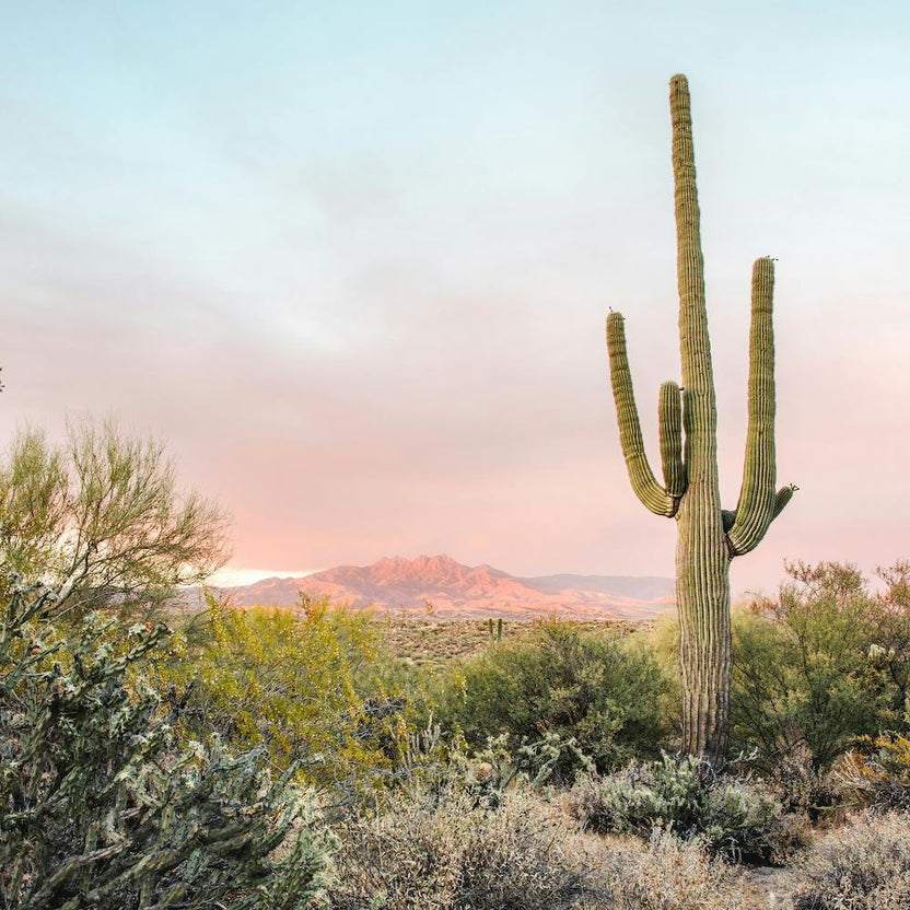 Desert Sunset 1 Square