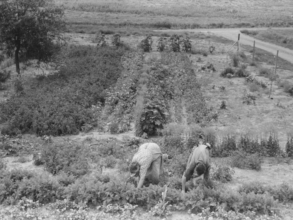 Unbetiteltes Foto, möglicherweise bezogen auf Mr. und Mrs. Schoenfeldt beim Rübenernten aus ihrem Kachelgarten, Sheridan County