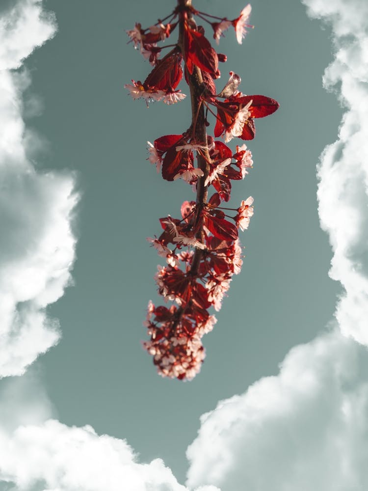A Branch Of Cherry Blossoms In A Chipboard Frame
