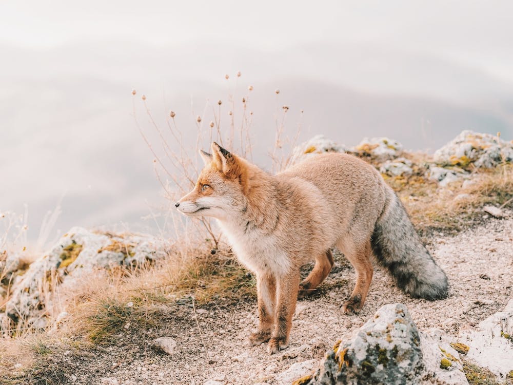Red Fox On Mountain Trail
