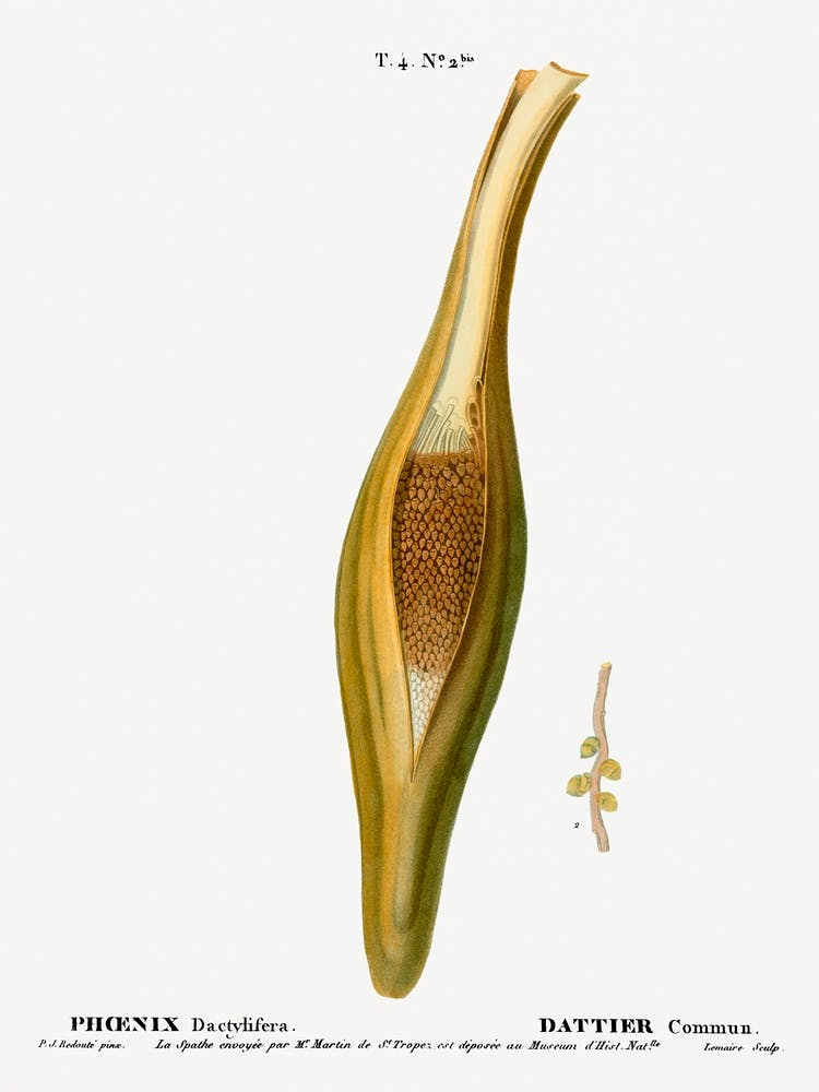 Date Palm, Pierre Joseph Redoute (2) 1