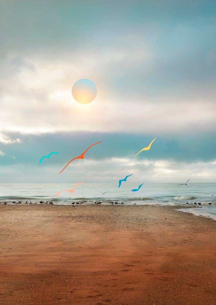 Colorful Seagulls In The Beach