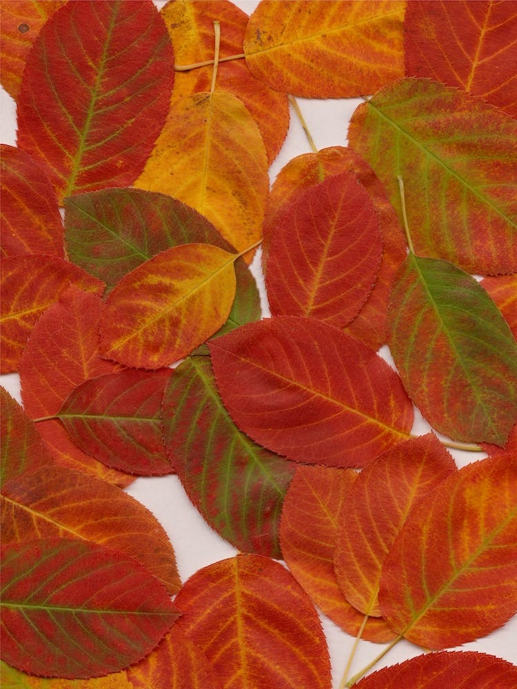 Autumn Leaves