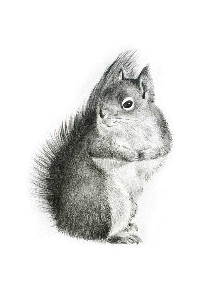 Squirrel Pencil Drawing