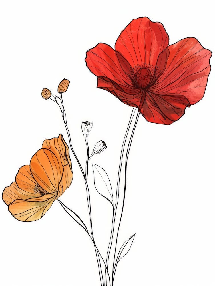 Poppies 27