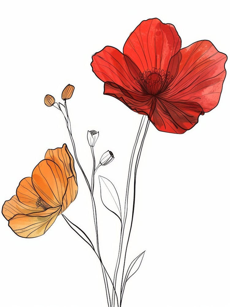 Poppies 27