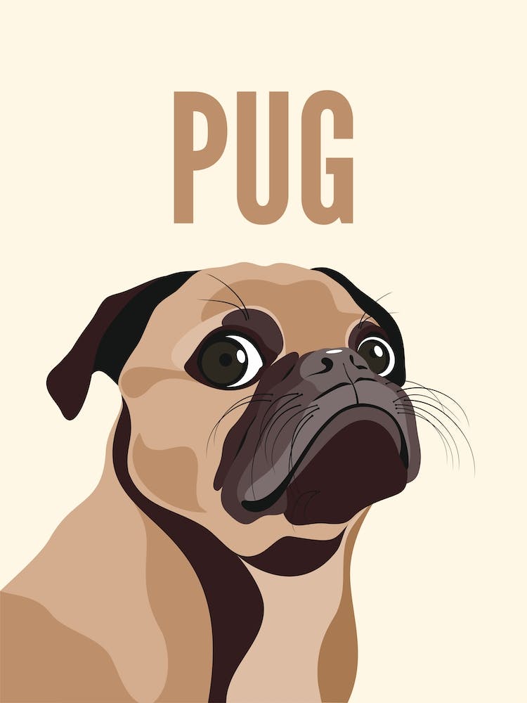 Pug Dog