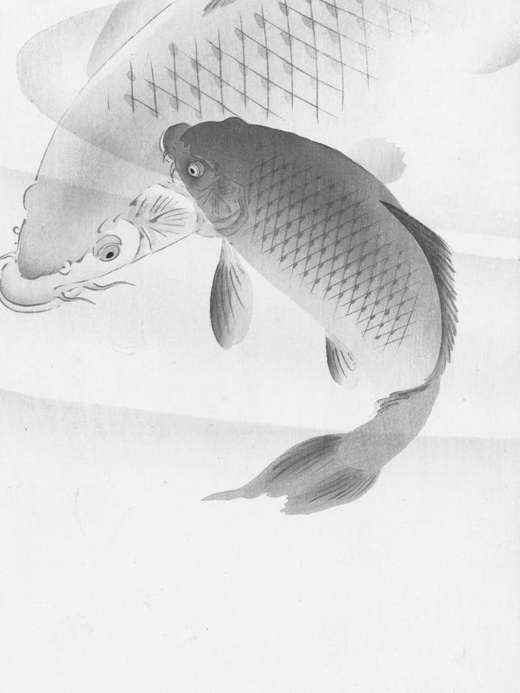 Koi Fish 3