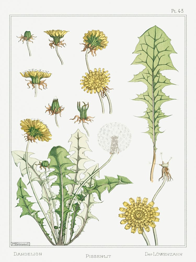 Dandelion From The Plant And Its Ornamental Applications (1896), Maurice Pillard Verneuil
