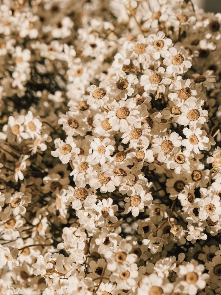 Daisy Flowers