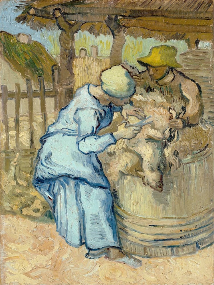 Sheep Shearing