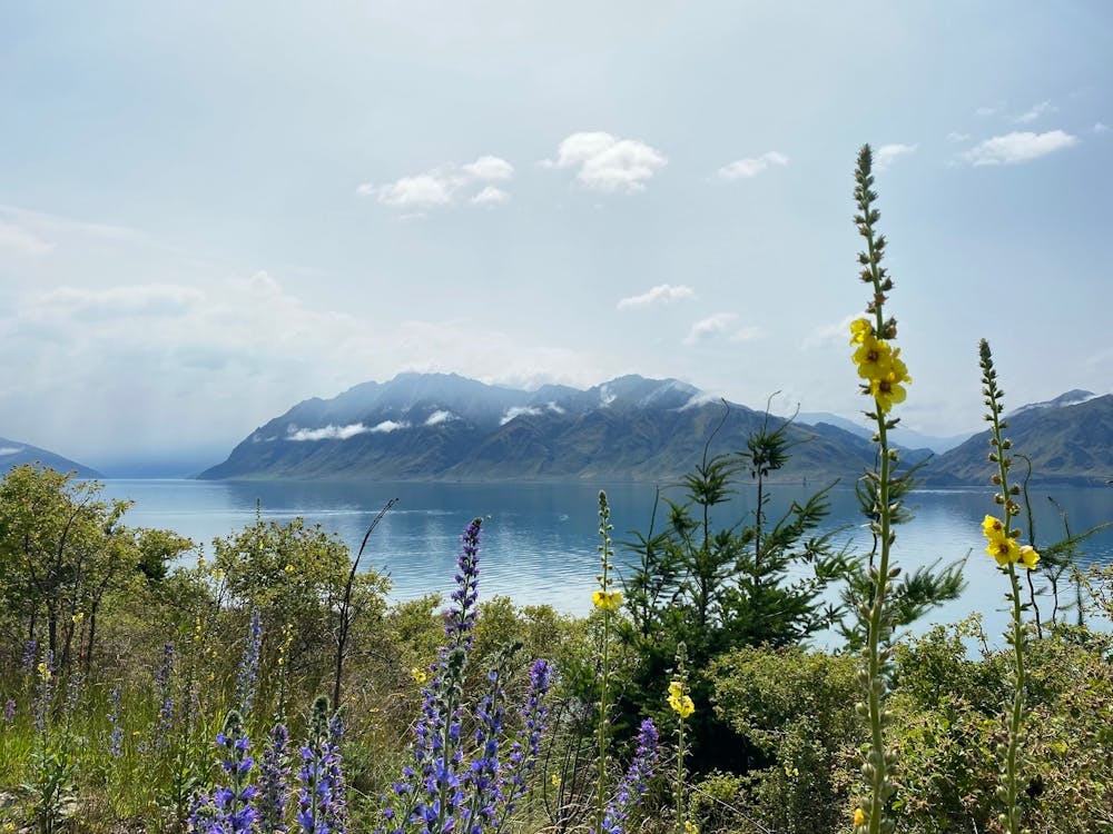 Wildflowers By Lake Hawea, New Zealand | Landscape Photography