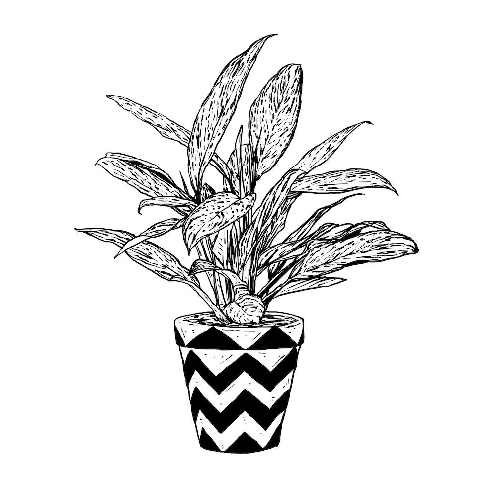 Chinese Evergreen Square